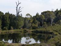 165.Cradle Mountain NP-Speeler Track