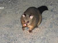 169.Cradle Mountain-Opossum