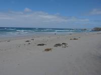 196.Seal Bay-Kangaroo Island