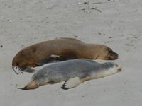 201.Seal Bay-Kangaroo Island