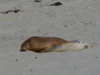 202.Seal Bay-Kangaroo Island