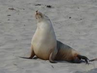203.Seal Bay-Kangaroo Island