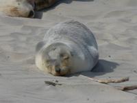 204.Seal Bay-Kangaroo Island