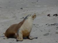 206.Seal Bay-Kangaroo Island