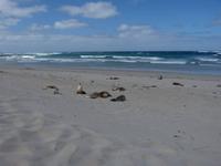 207.Seal Bay-Kangaroo Island