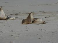209.Seal Bay-Kangaroo Island