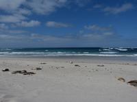 210.Seal Bay-Kangaroo Island