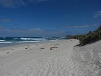 211.Seal Bay-Kangaroo Island