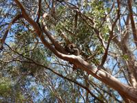 215.Koala-Kangaroo Island