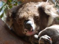 216.Koala-Kangaroo Island