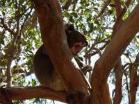 219.Koala-Kangaroo Island
