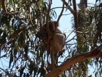 220.Koala-Kangaroo Island
