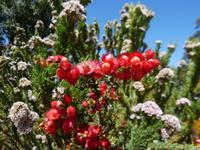 264.Kings Park-Perth