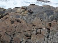 240.Admirals Arch-Kangaroo Island