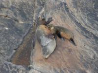 241.Admirals Arch-Kangaroo Island