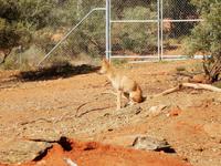 0167_DingoDesertParkAliceSprings.jpg