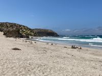 11. Reisetag – Ausflug nach Kangaroo Island – Seelöwenkolonie