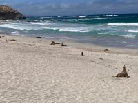 11. Reisetag – Ausflug nach Kangaroo Island – Seelöwenkolonie