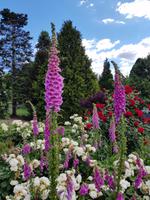 Botanischer Garten Hobart