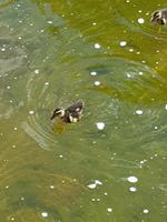Botanischer Garten Hobart