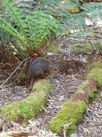 Kleines Känguru im Mount Field Nationalpark