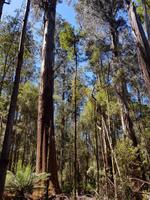 Tall Tree Walk - riesen Eukalyptusbäume im Mount Field Nationalpark