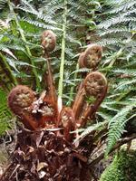 Riesenfarne im Franklin-Gordon-Nationalpark
