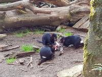 Tasmanische Teufel im Cradle Mountain Nationalpark