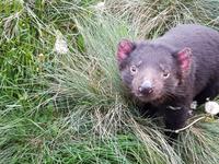 Tasmanischer Teufel im Cradle Mountain Nationalpark
