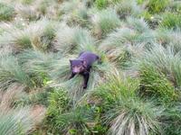 Tasmanischer Teufel im Cradle Mountain Nationalpark
