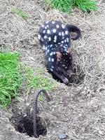 Quoll
