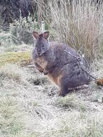 Wallaby im Cradle Mountain Nationalpark