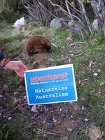 Auf Tuchfühlung mit einem Schnabeligel im Cradle Mountain Nationalpark