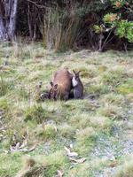 Känguru mit Jungtier im Cradle Mountain Nationalpark