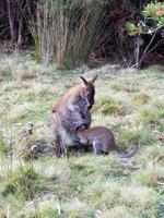 Känguru mit Jungtier im Cradle Mountain Nationalpark