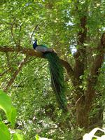 Pfau im Baum im Gorge Reserve Lanceston