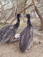 Junge Emus auf Kangaroo Island 