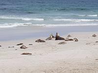 Sealbay auf Kangaroo Island 