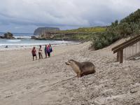 Sealbay auf Kangaroo Island 