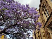 Herrliche Jacarandas in Adelaide 