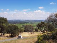 Weinberge Barossa Valley