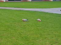 Rosakakadus in der Hotelanlage