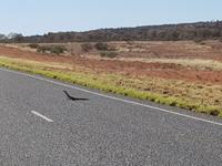 Riesenwaran im Outback