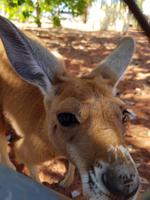 Aug in Aug mit dem roten Riesenkänguru