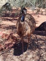 Emu im Outback