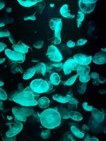 Quallen im Sydney Aquarium