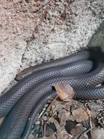 Giftige Tigerschlange