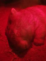 Schlafendes Wombat in einer Höhle