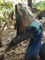 Aug in Aug mit dem Kasuar