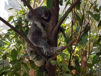 Koala im Baum